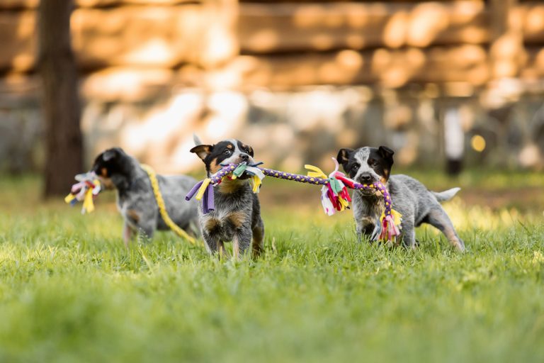 How to Socialize Your Dog Properly