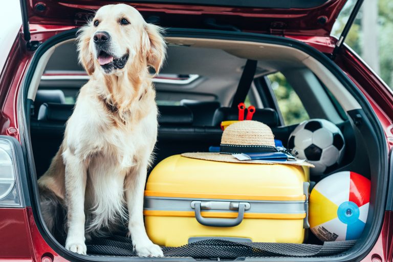 Tips for Traveling with Your Dog