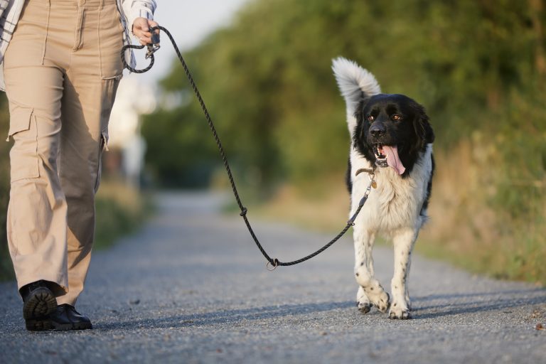 How to Walk Your Dog Properly